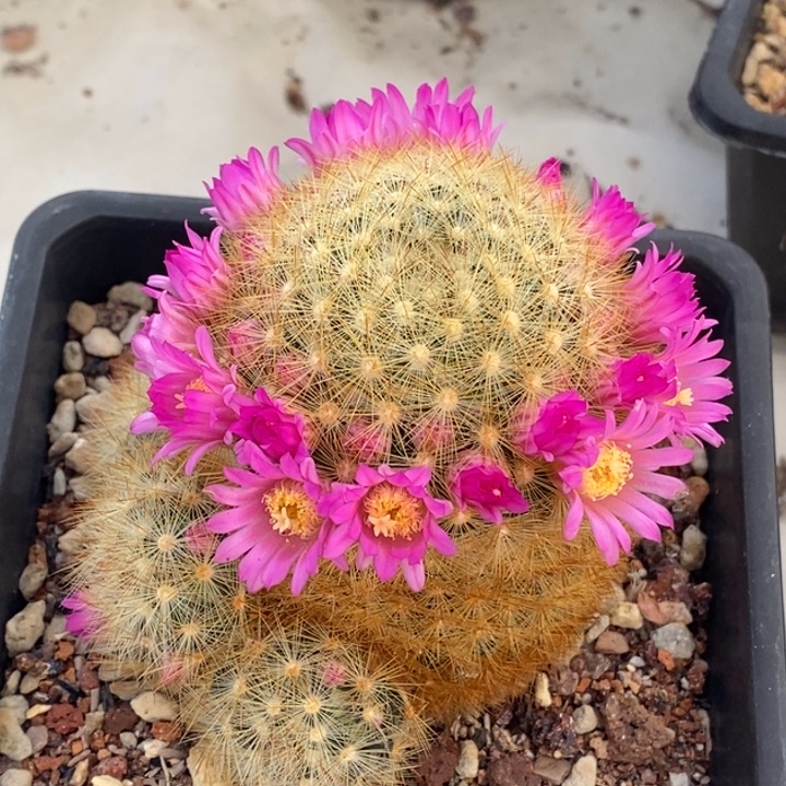 完全开放实生嘉文金刺