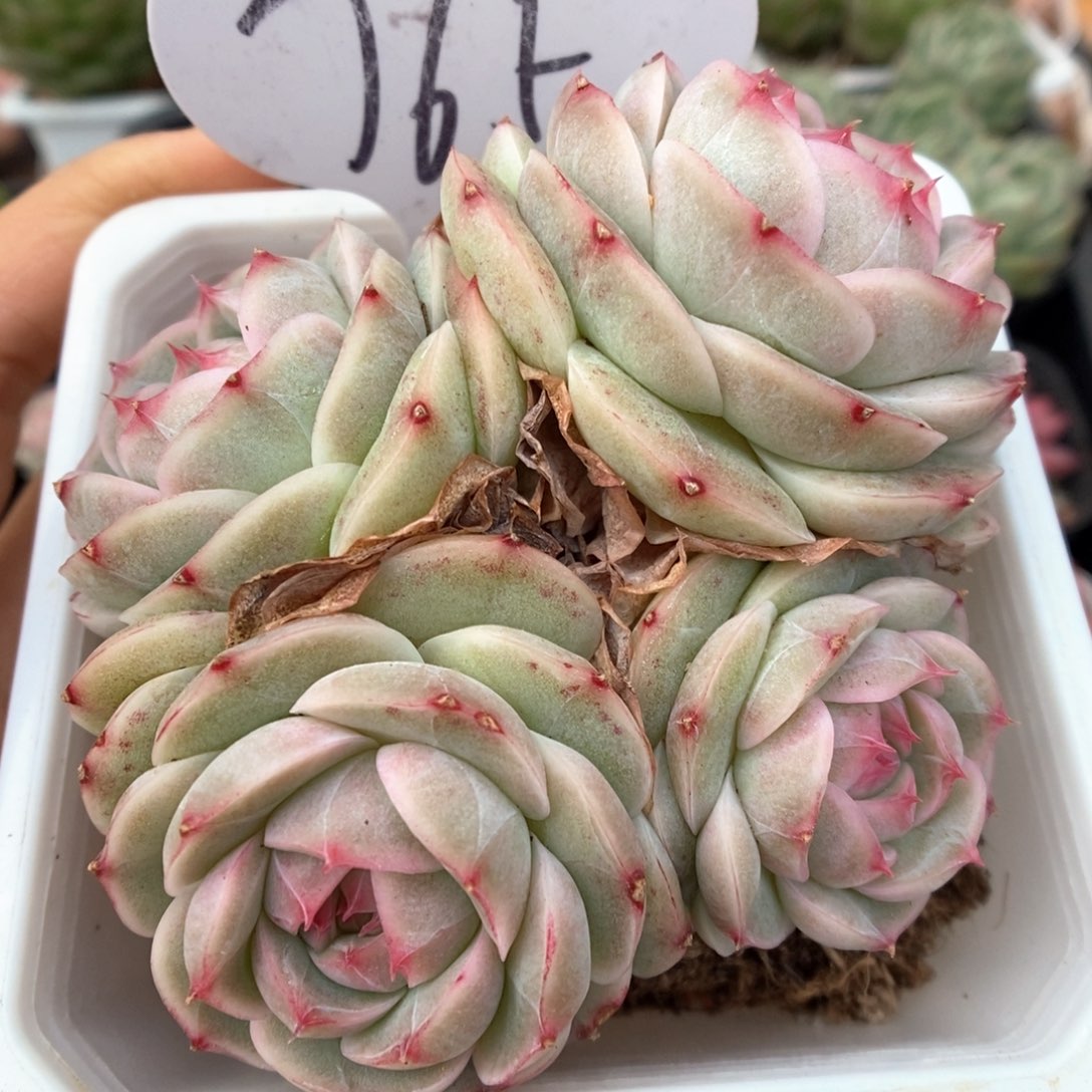 白芷珍妮群生765号。 