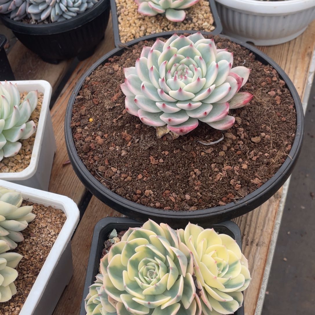 煎*?淘多肉植物两个