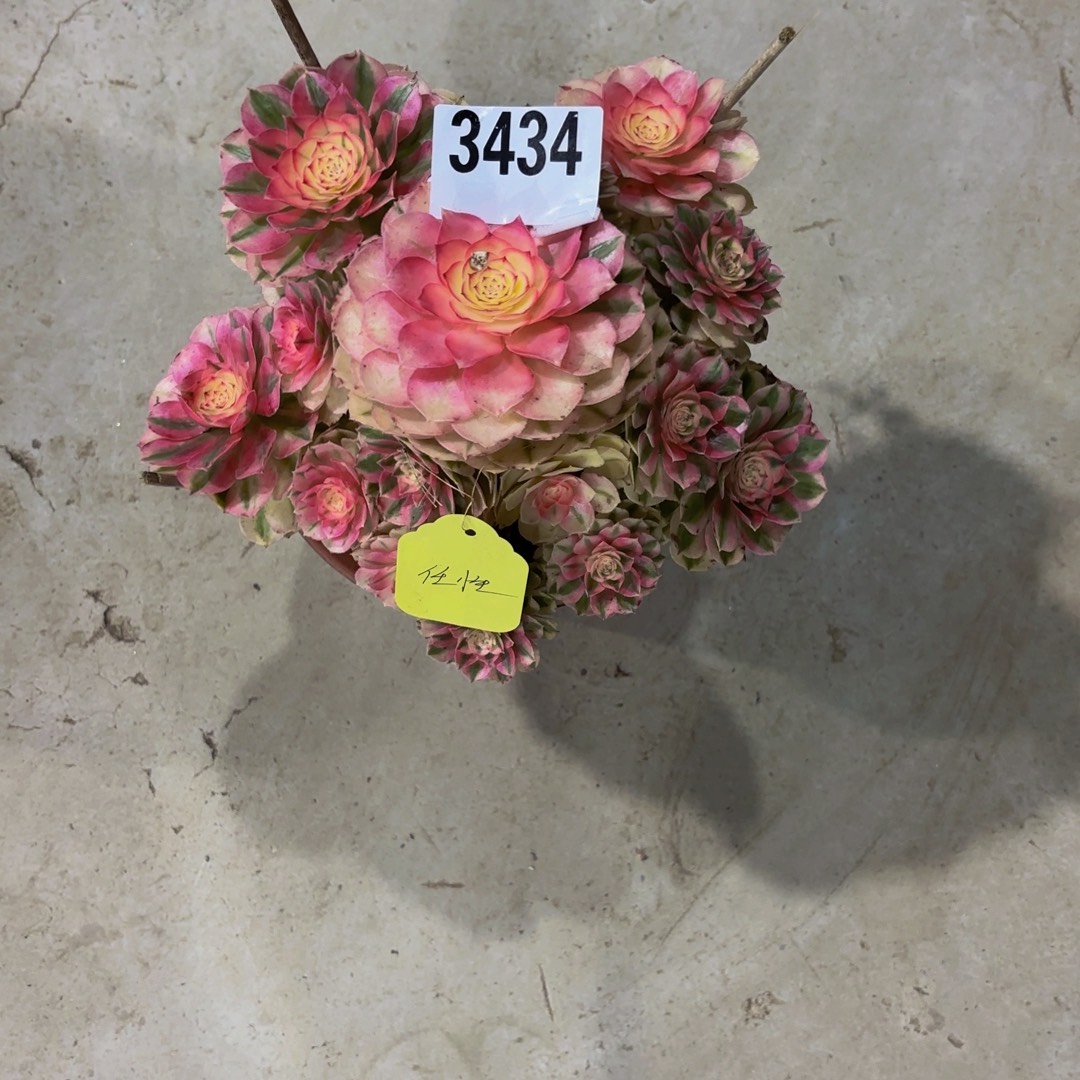 S***山无花朵3434荔枝1111111