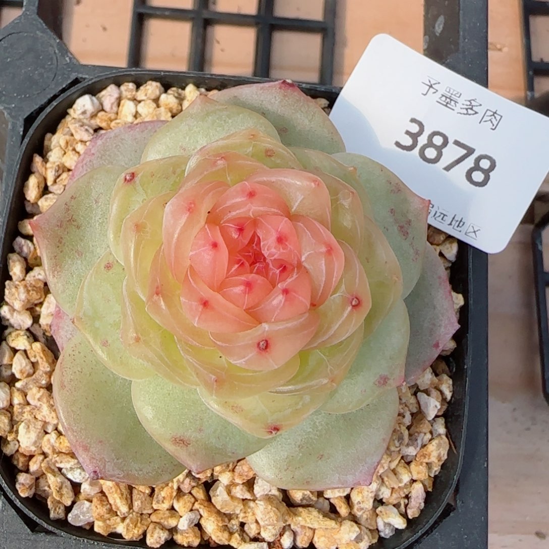 软糖珍妮，3878多肉植物