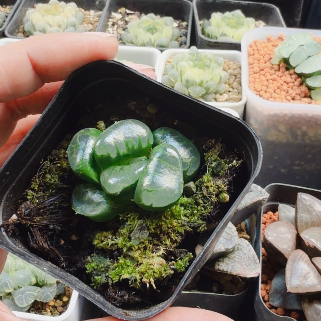 风***起无花朵十二卷水晶葡萄