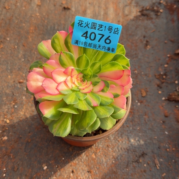 知否4076多肉植物法师