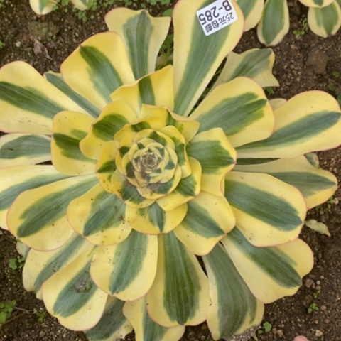 285王妃满25包邮多肉