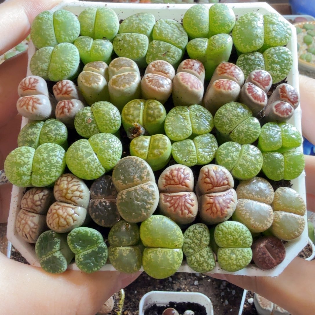 多肉植物的生长发育和生长发育等572