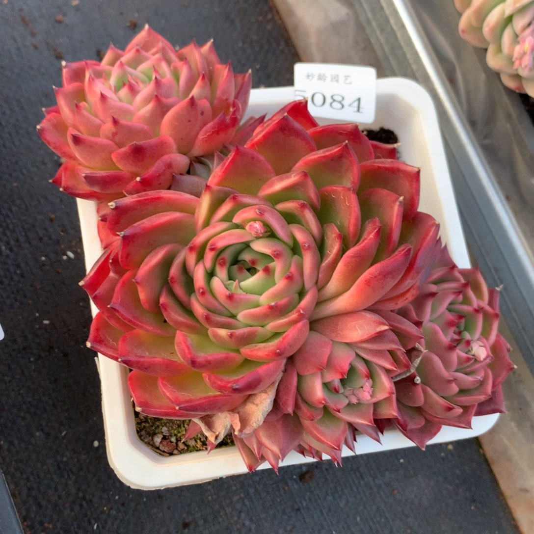 5084新年快乐发发发