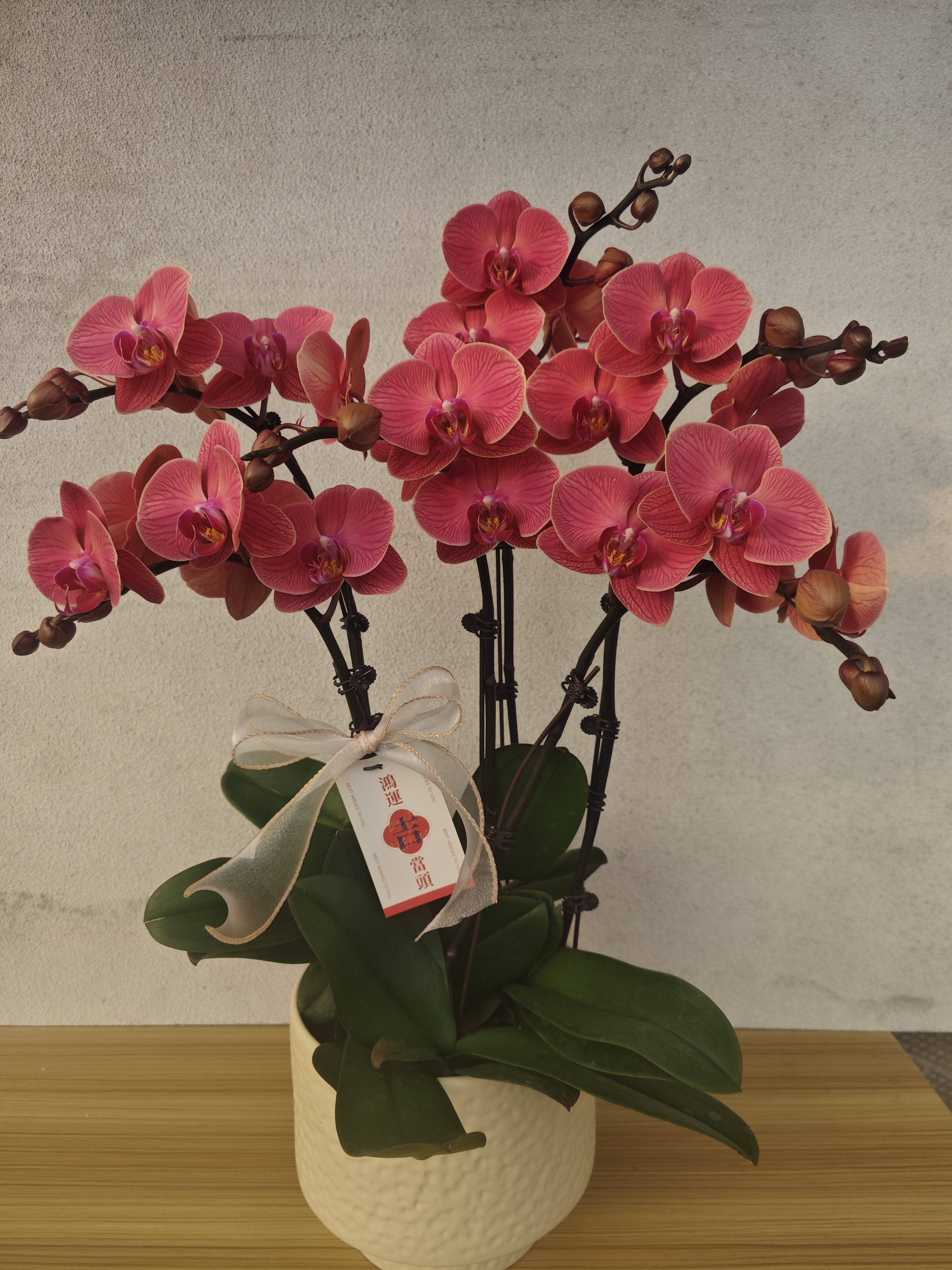 组盆【喜乐】高品质蝴蝶兰带花带花苞 耐养易活花期6-8个月