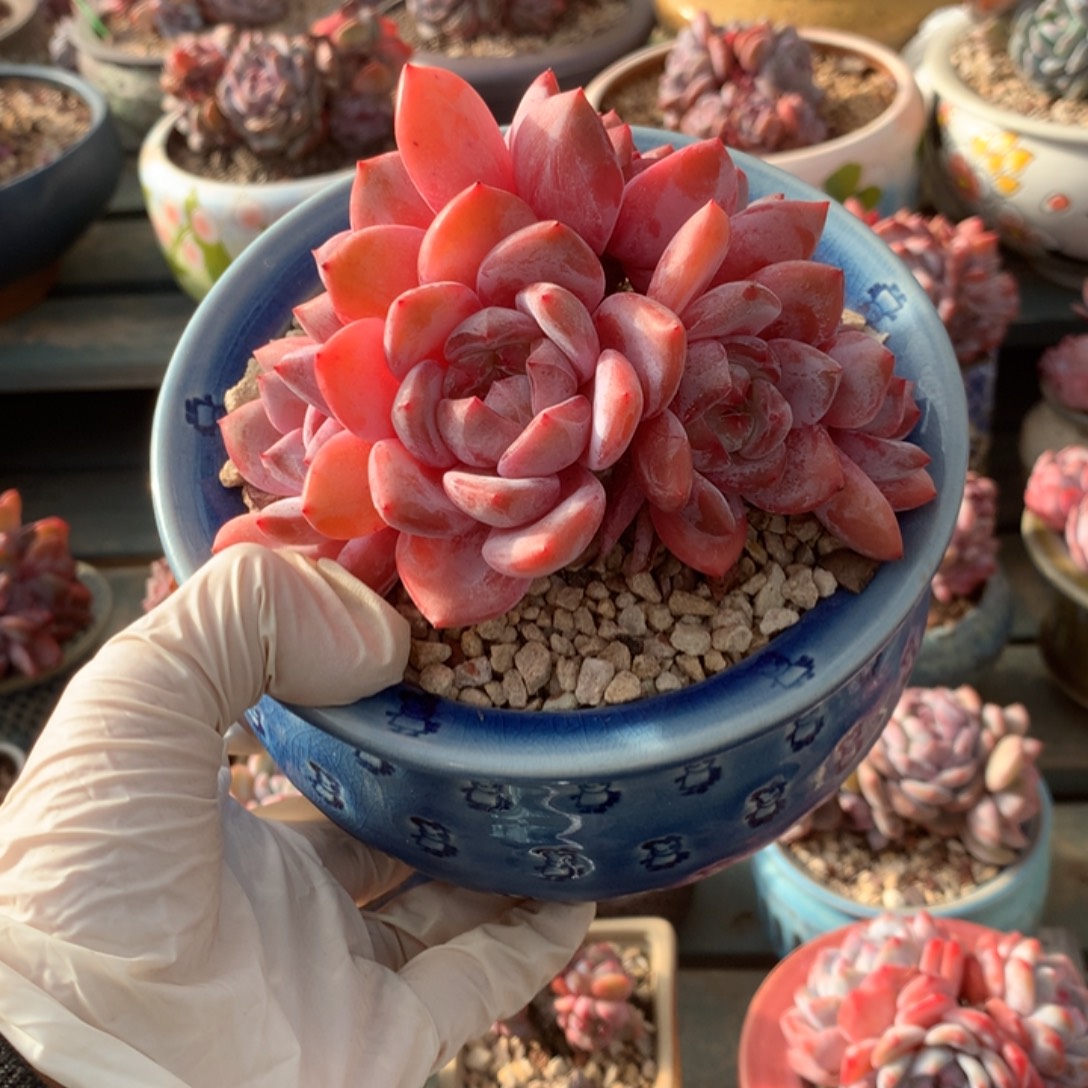 无花朵花花花花花花花无砍8