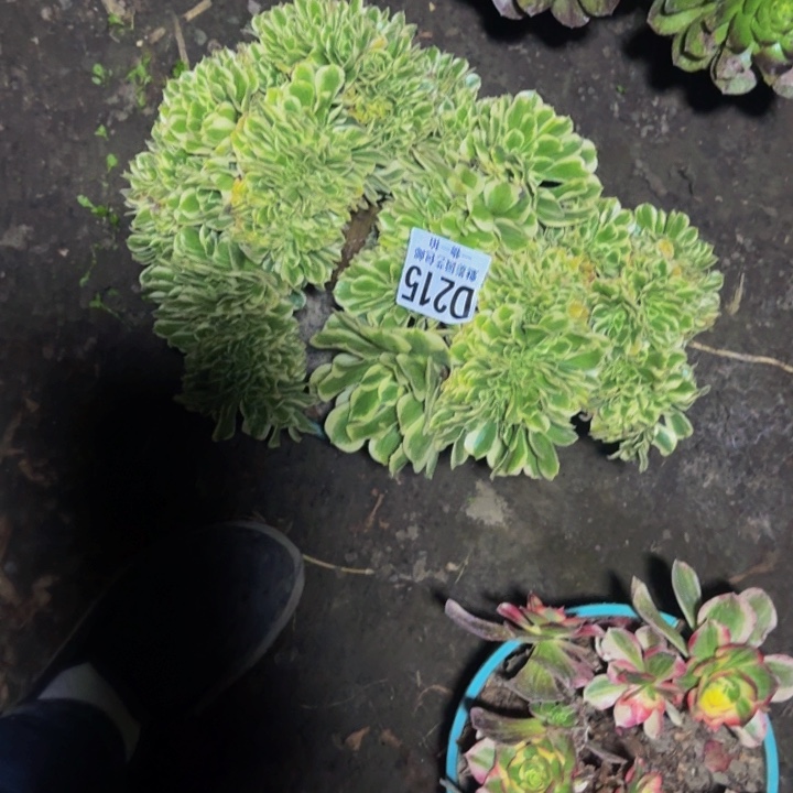 迈巴克花30-37包邮花花