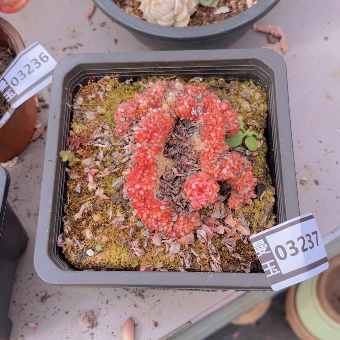 粉姬莲缀多肉植物03237