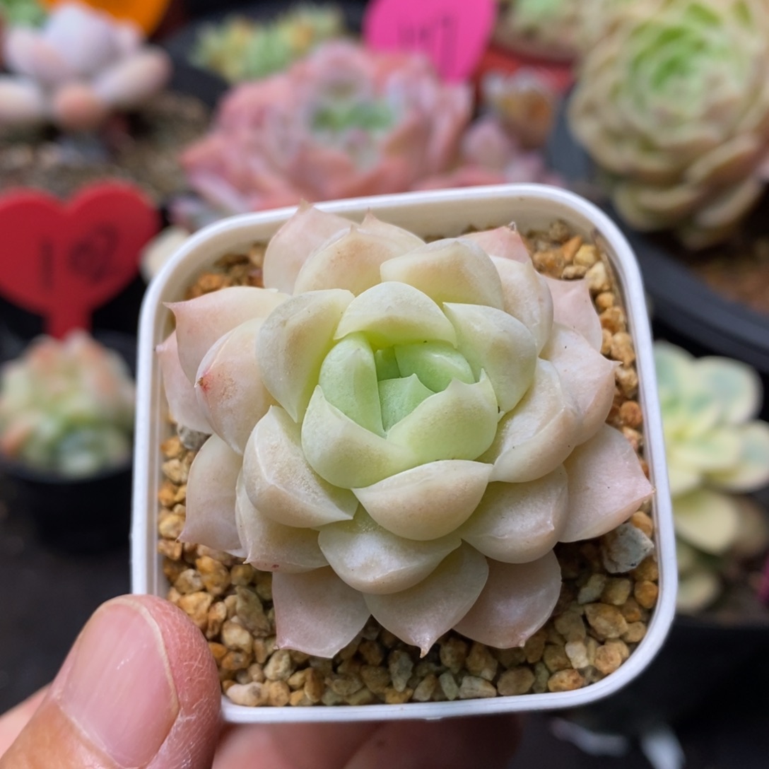 精品多肉一物一拍不包整119