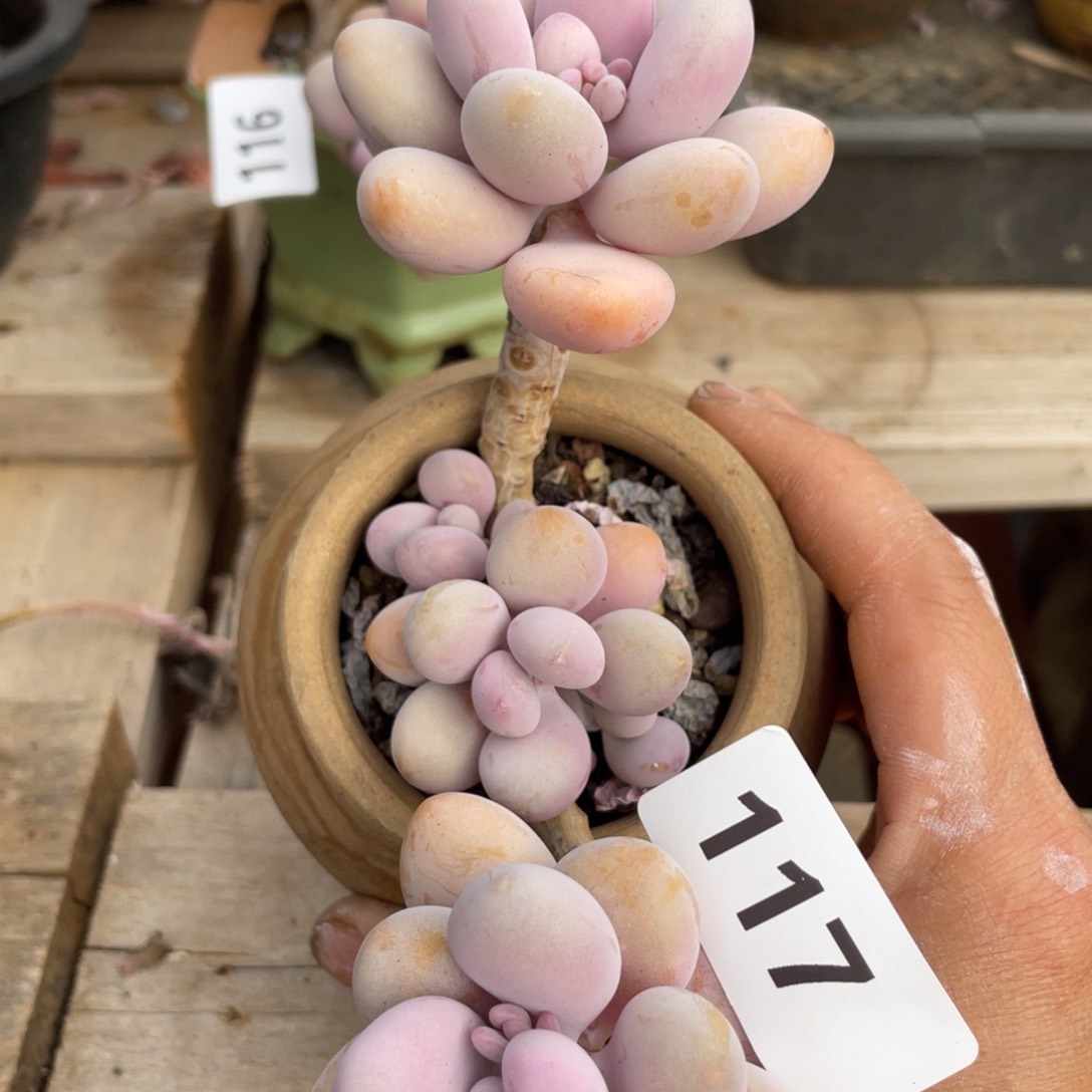 117桃蛋群生多肉植物