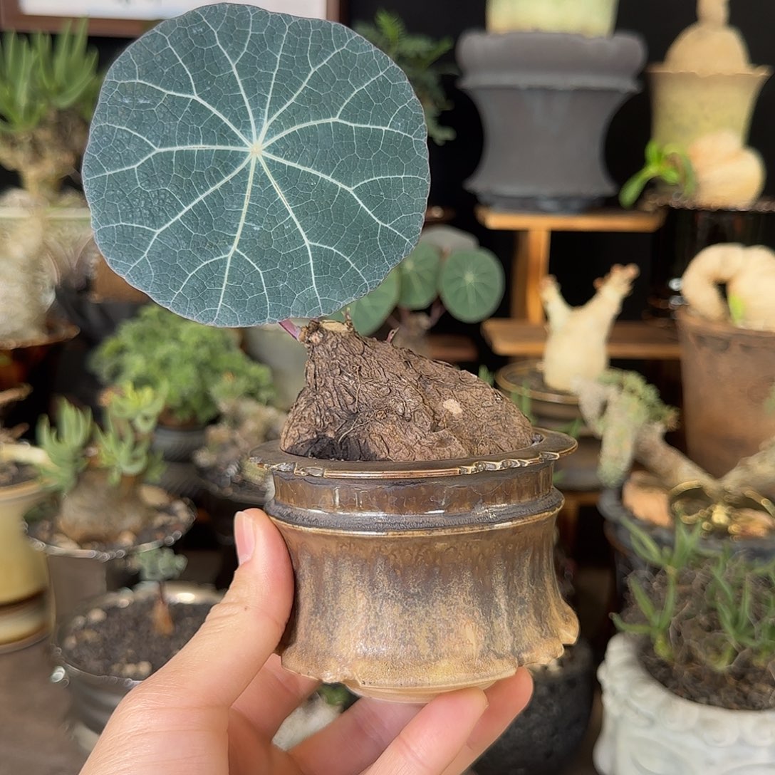 阿***玟一物一拍老家一叶龟