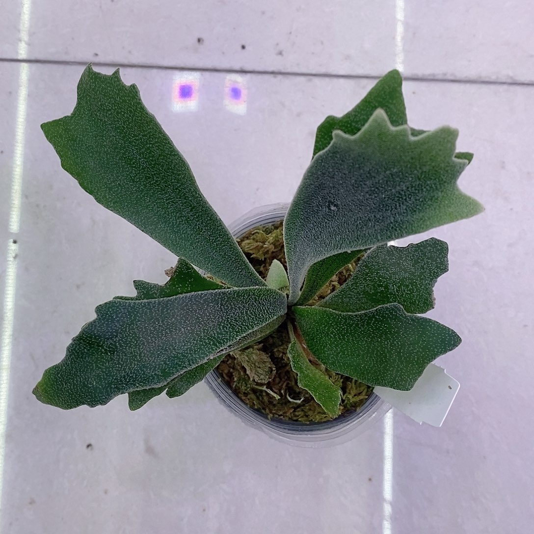 无花朵骨刺鹿角蕨