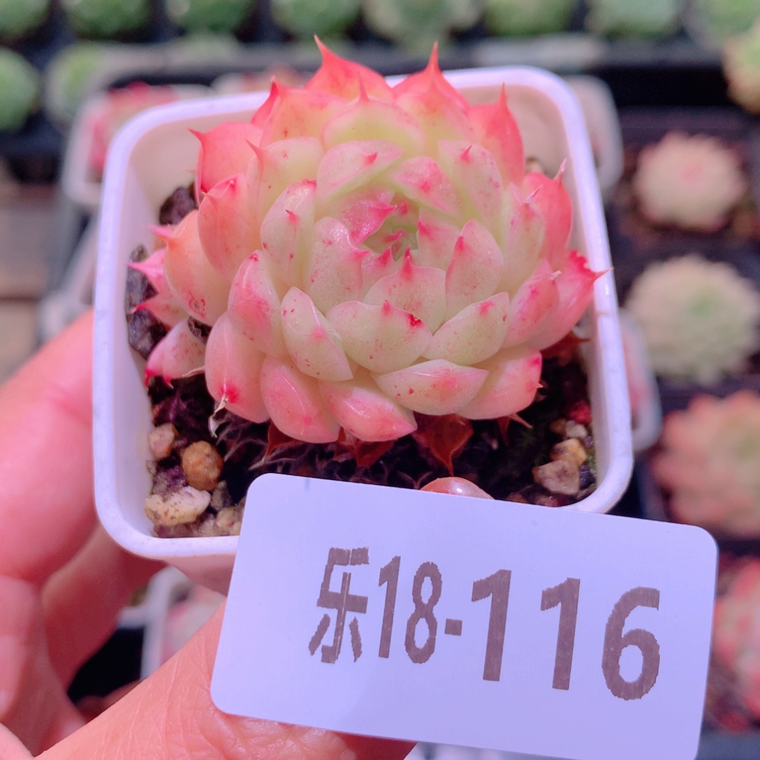 乐然18-116 海王单头