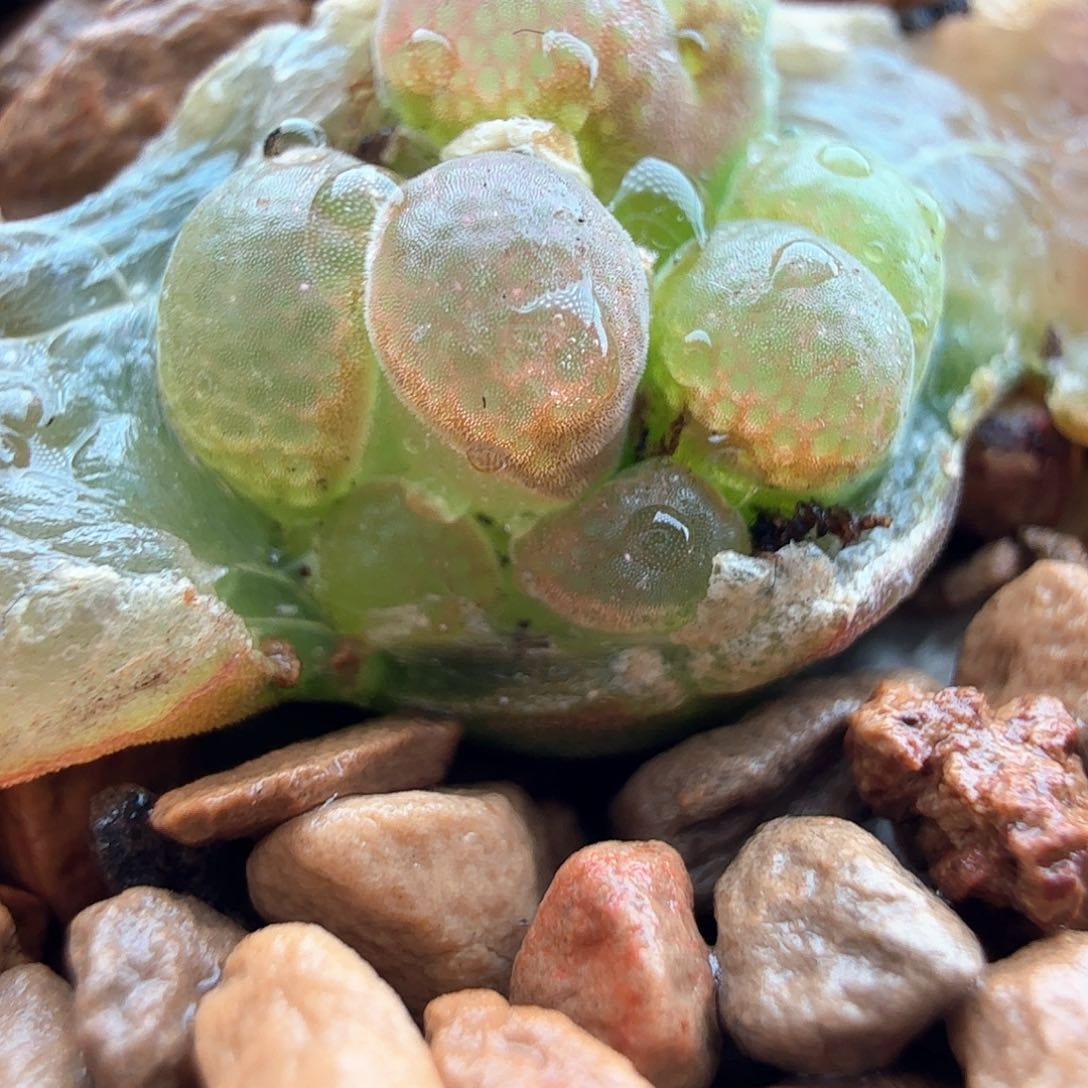 2.9.15/静香/ 缀化四头/多肉植物