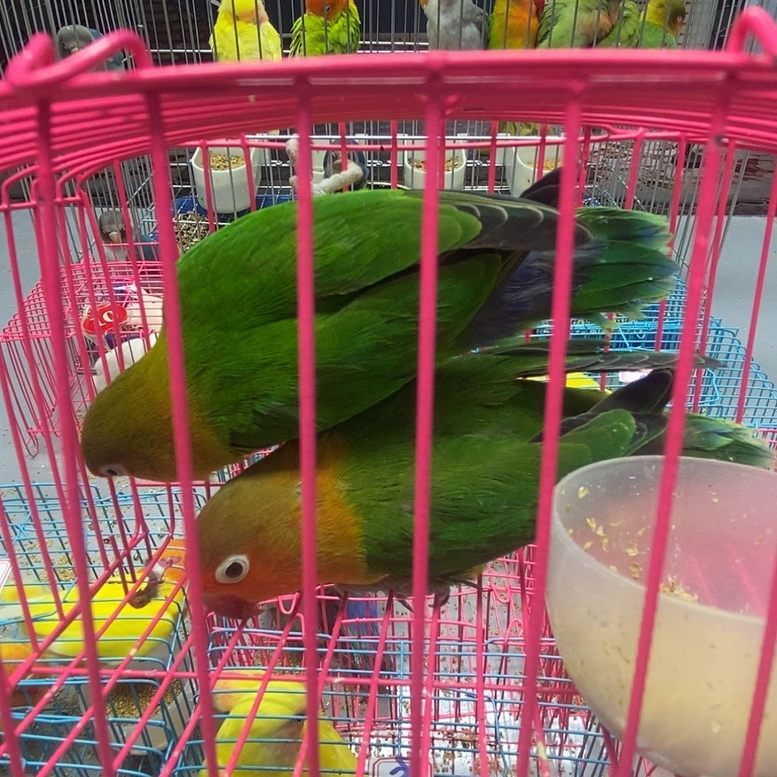 勝***^桃脸牡丹鹦鹉棕头一对