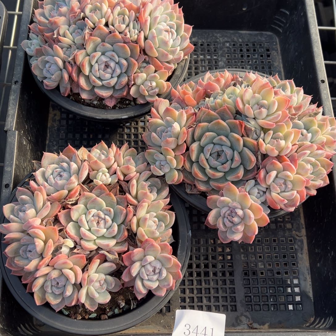 3441量肉肉肉肉肉肉肉