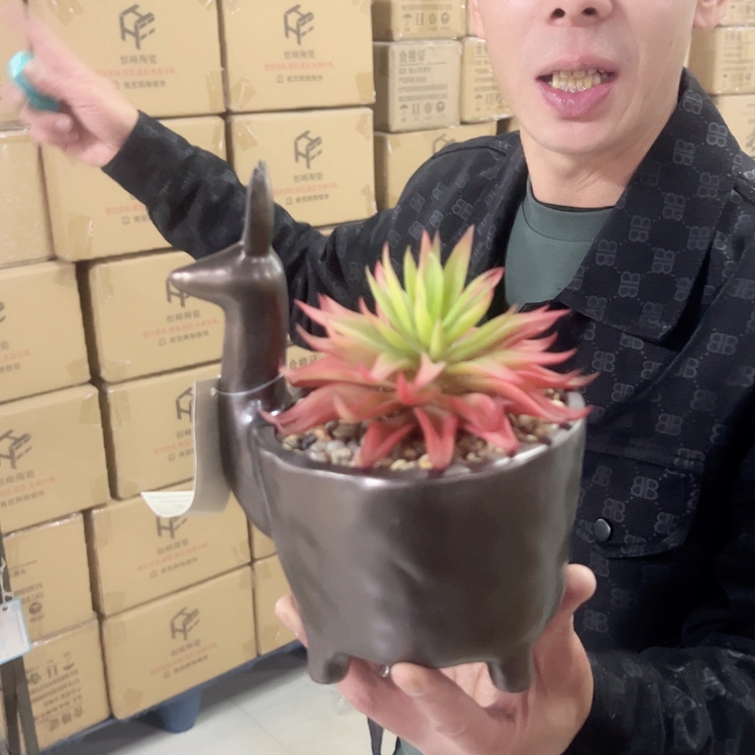 红陶红陶红陶红陶鹿多肉