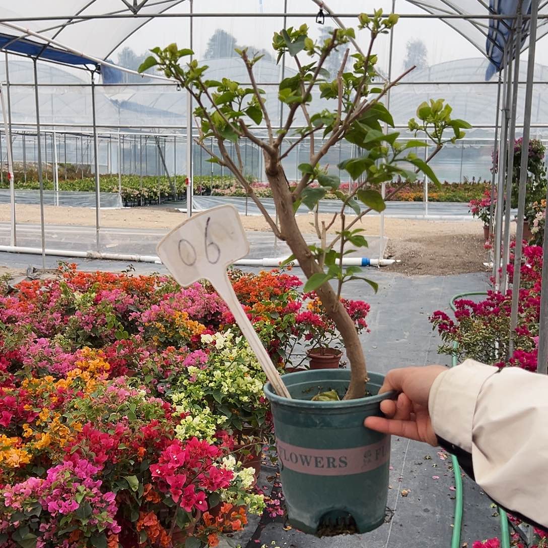 完全开放绿叶五宝 粗弯杆 06