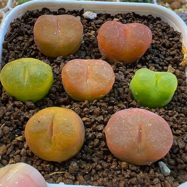 071多肉植物种类多样