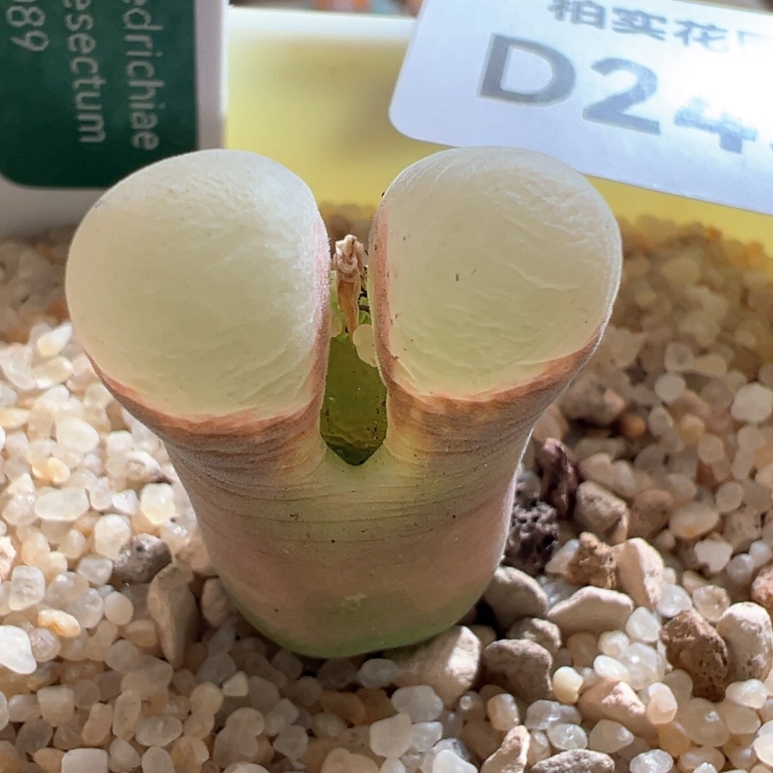 245。青蛙优选1089鲑鱼粉母本