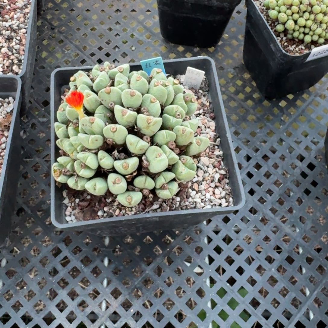 鲸***喜1225-023肉锥肉锥赫将