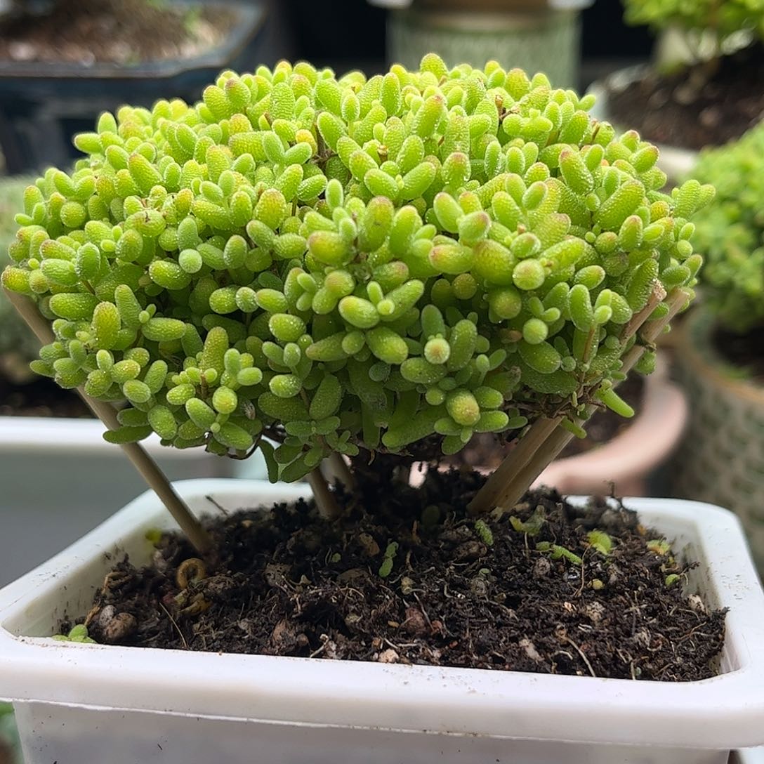 昕宝蜜桔枝干番杏