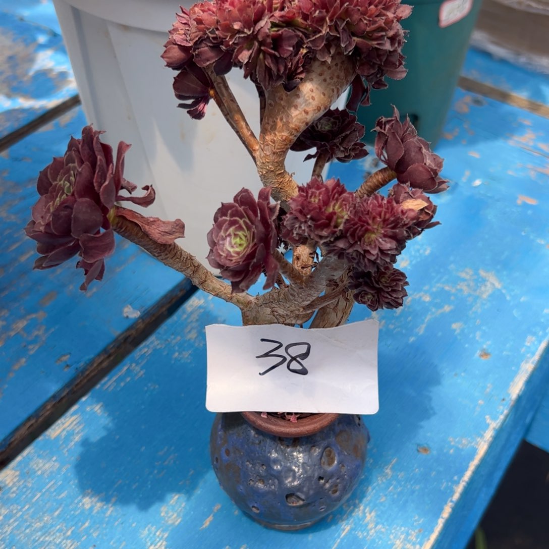 黑萝莉缀化带盆38号