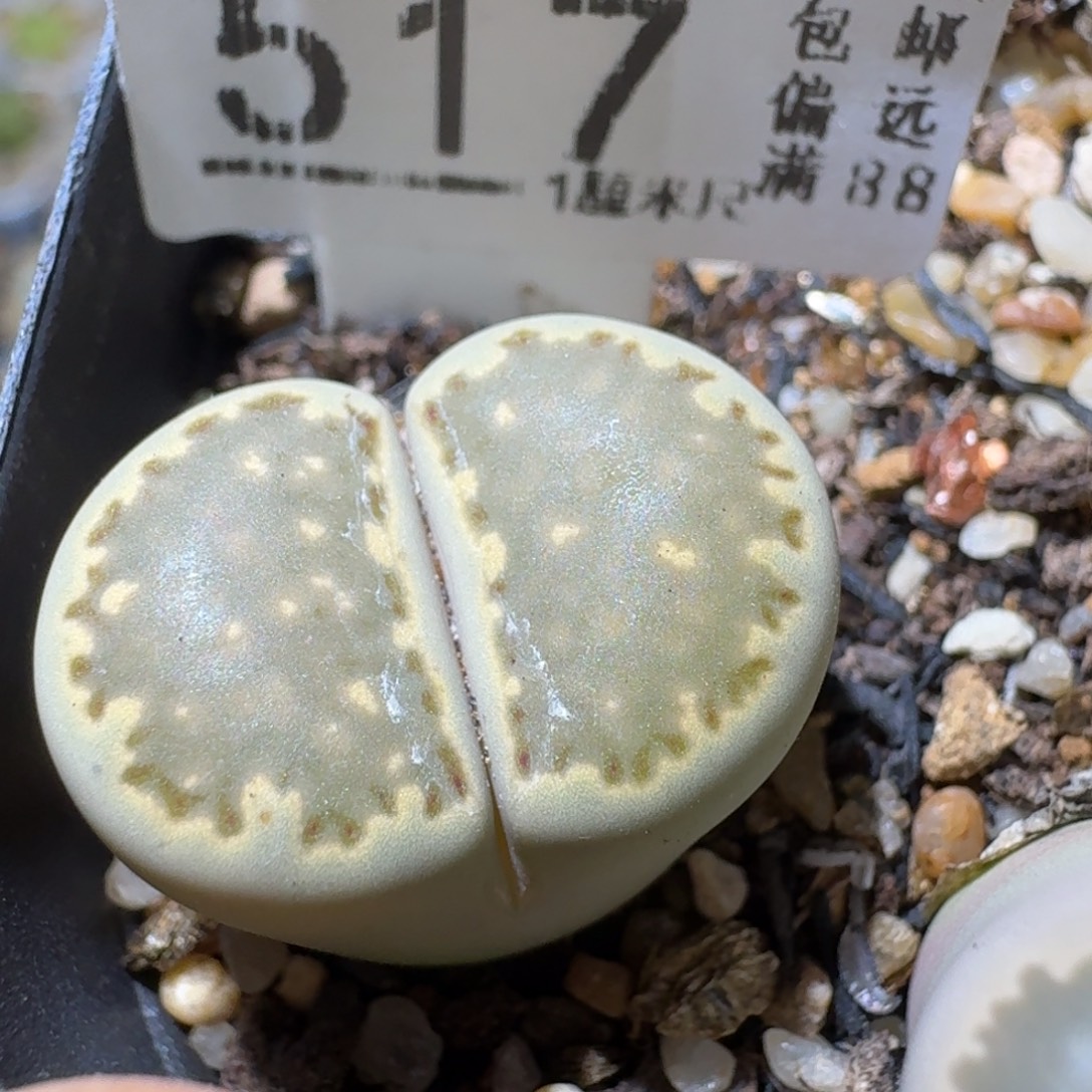 Sss清仓大放送517