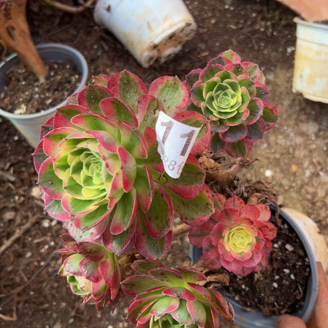 多肉植物117无售后