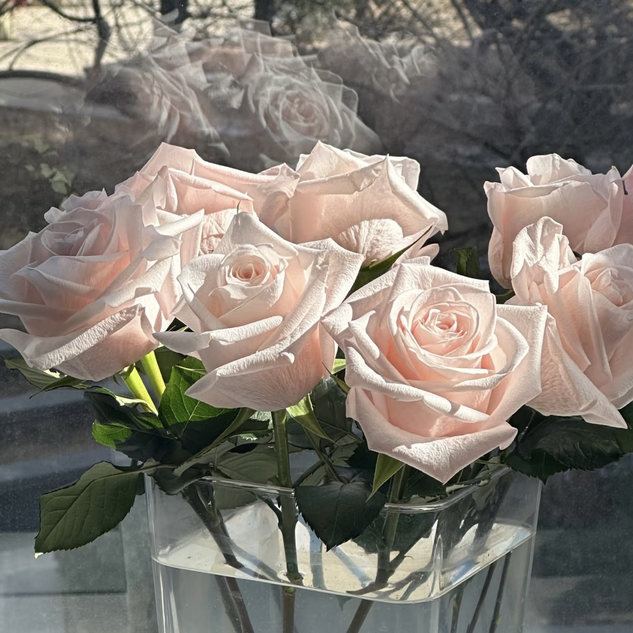 帕洛玛/麦当娜 根接苗 匠人月季 玫瑰花 四季开花阳台盆栽植物