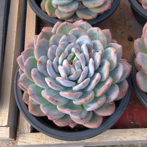 精品多肉大梦路单头一个