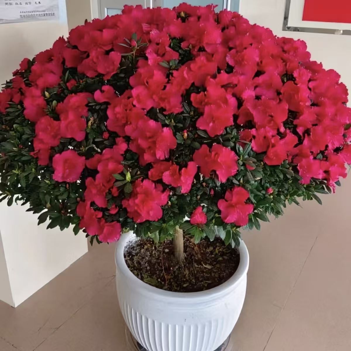 大红大颗杜鹃花盆栽带花苞四季开花室内外阳台好养易活花卉