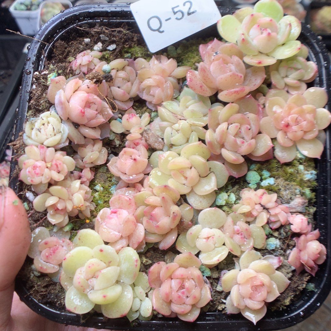 无花朵Q52。yyyyyyyyyy