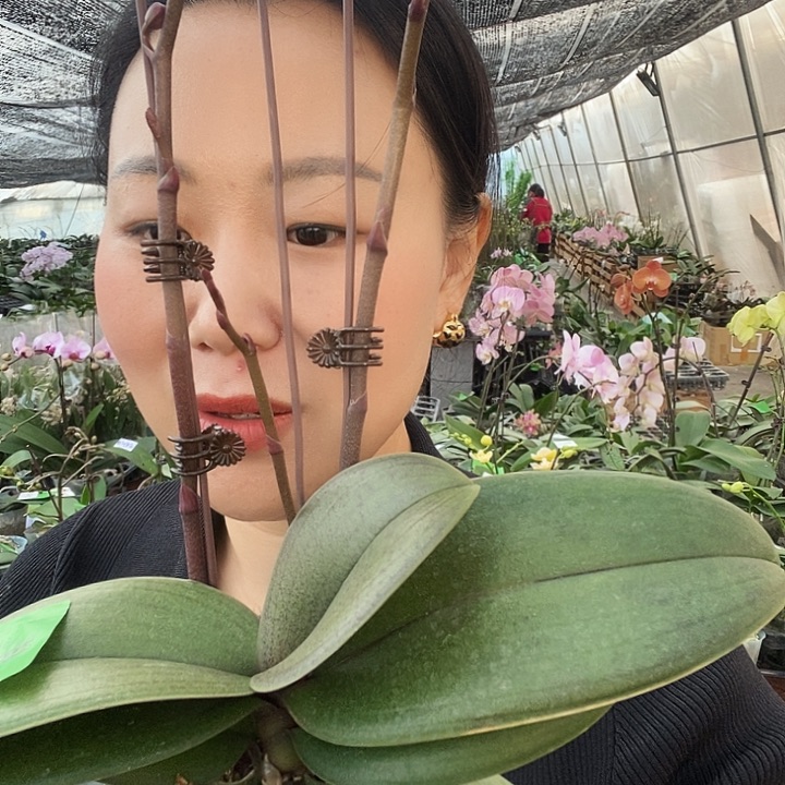 无花朵禹城王子蝴蝶兰