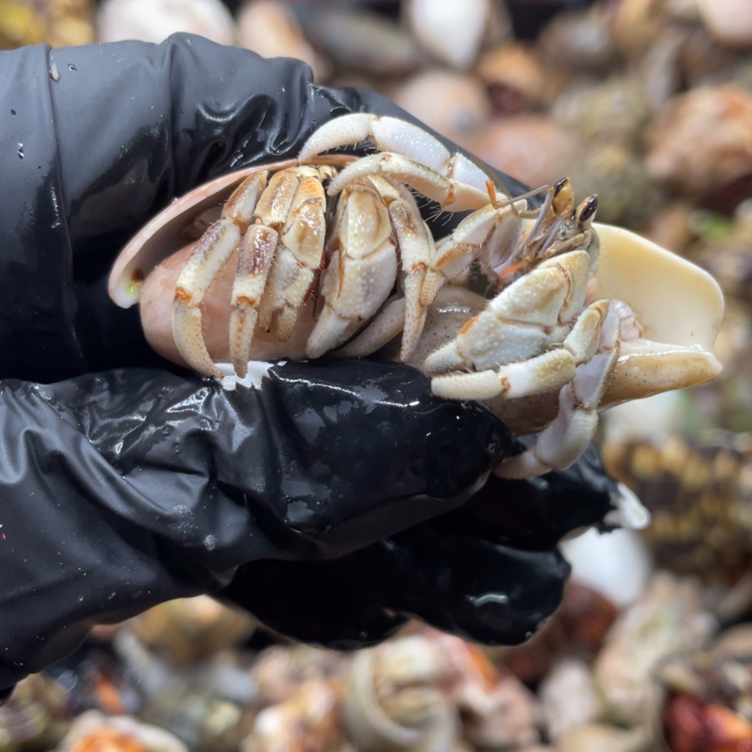 不退不换谢谢支持83