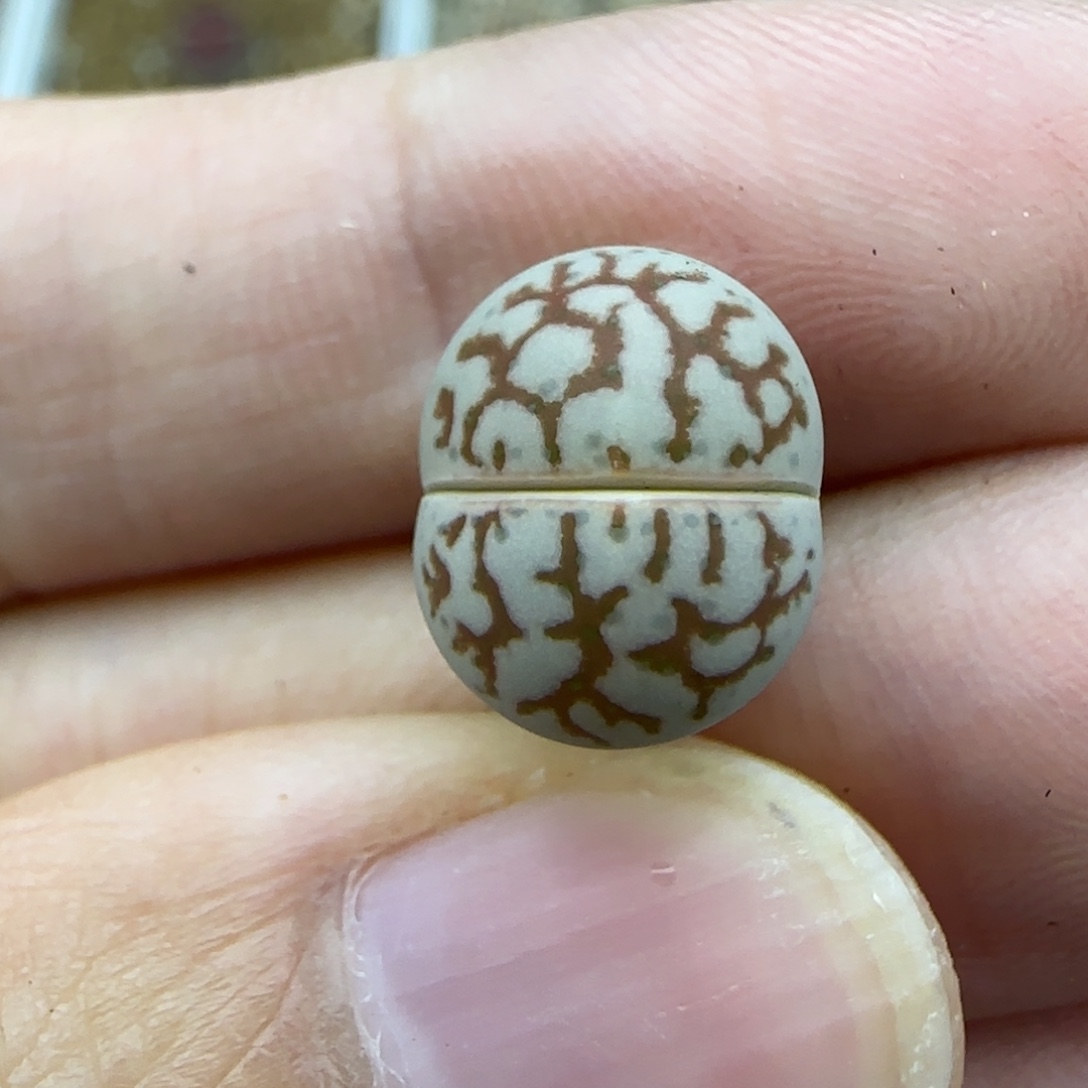 161 红网纹清框福利30包邮