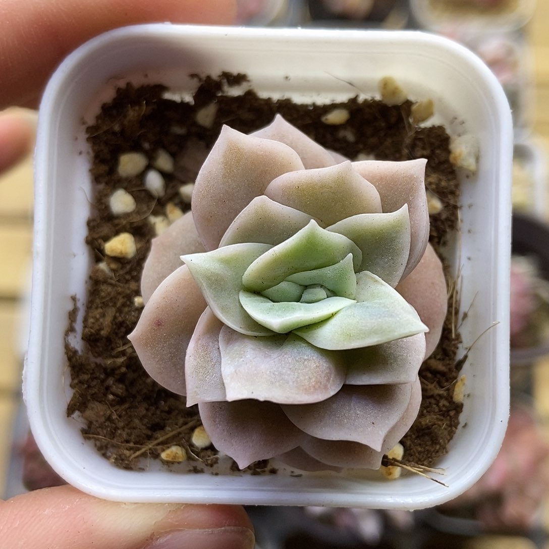 一物一拍一单包邮 263