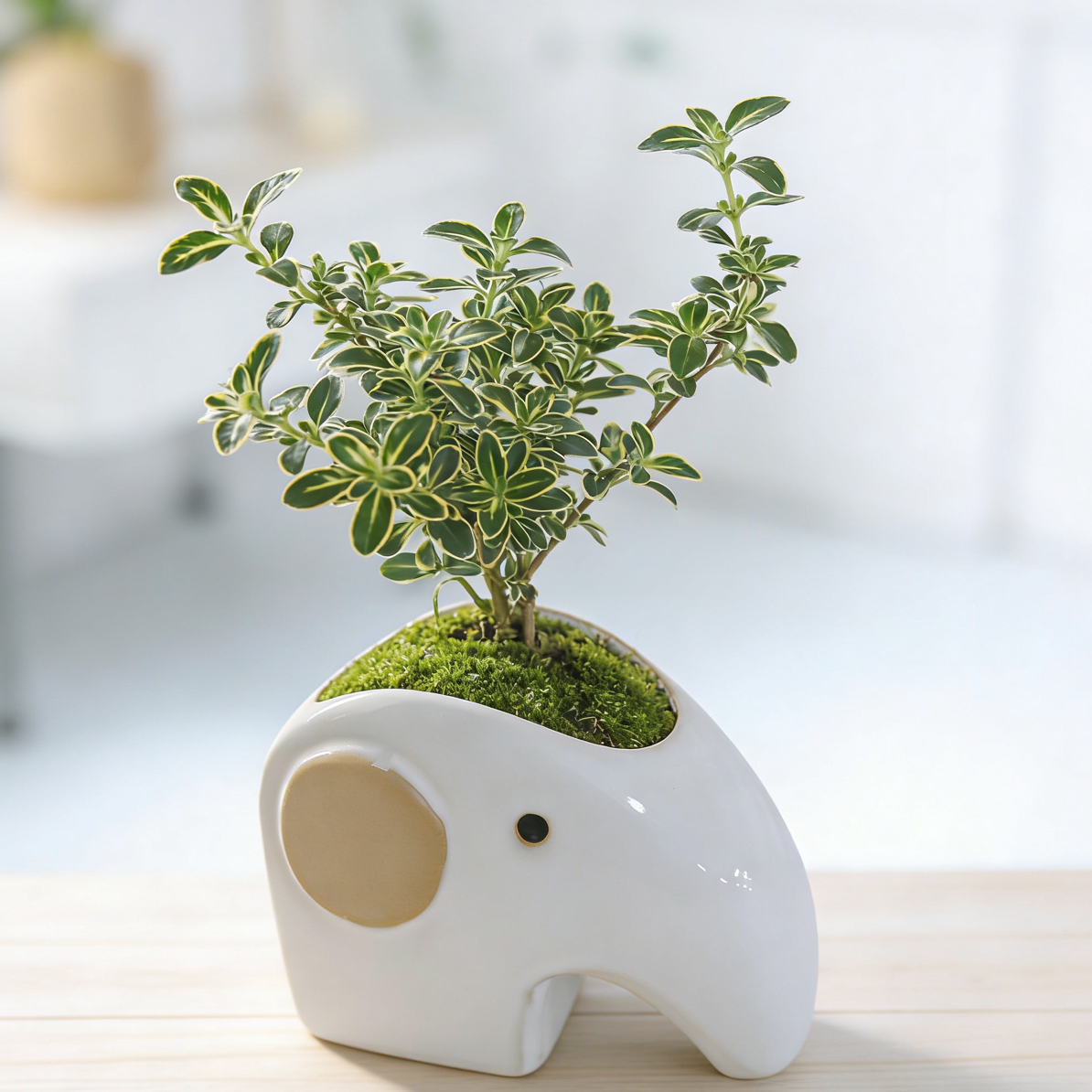 多肉植物专属透气陶瓷花盆直径8cm高8cm桌面绿植摆件复古中国风花