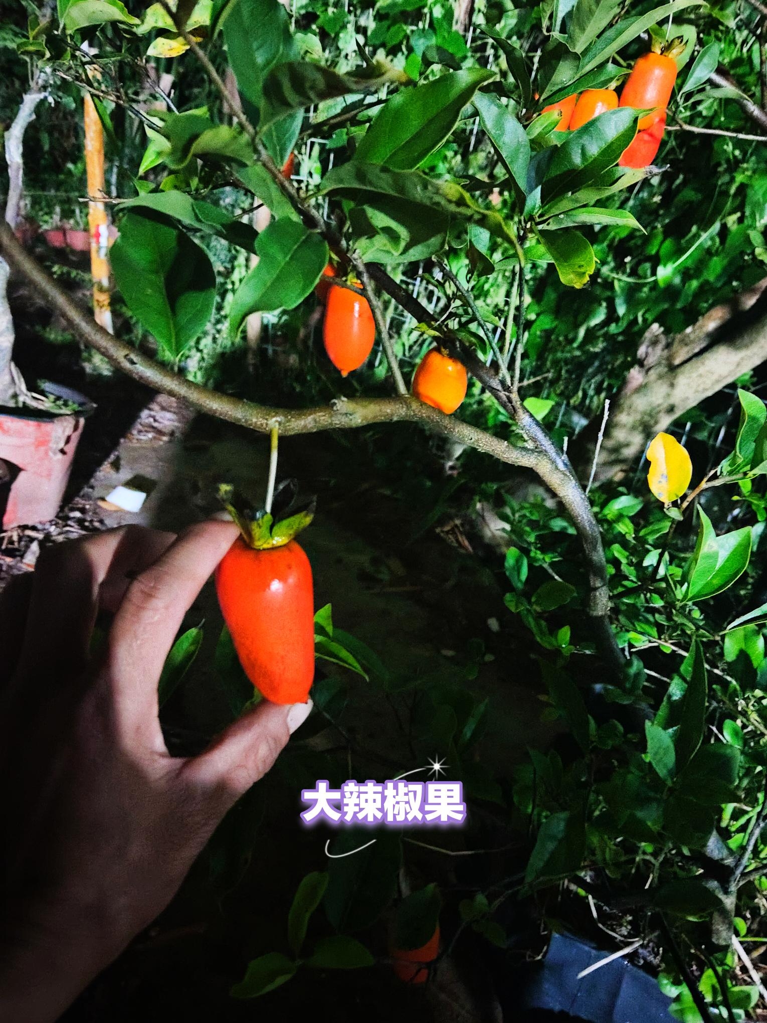 盆栽金弹子树一物一拍