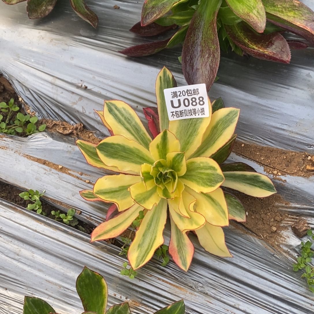 088魅影多肉法师锦多肉