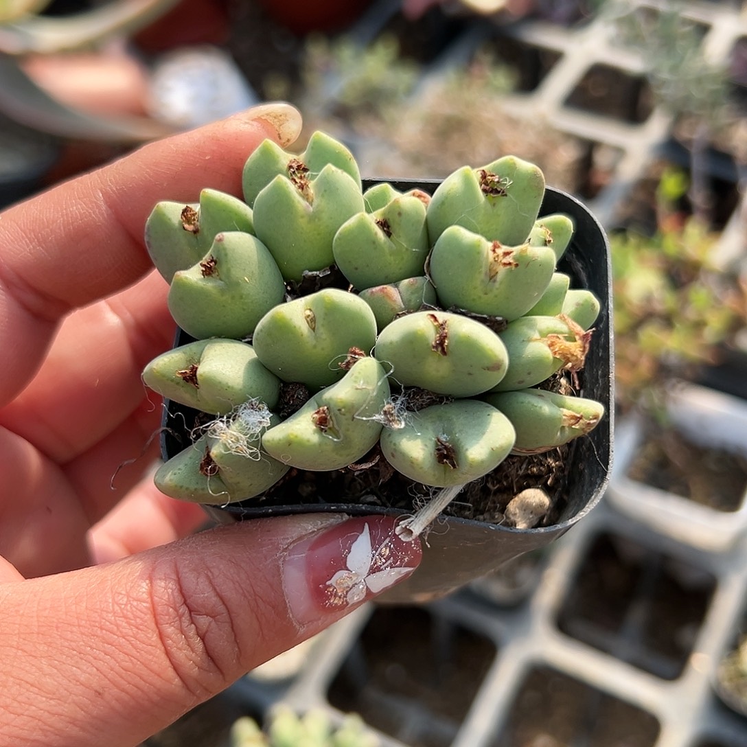 多肉植物多肉植物