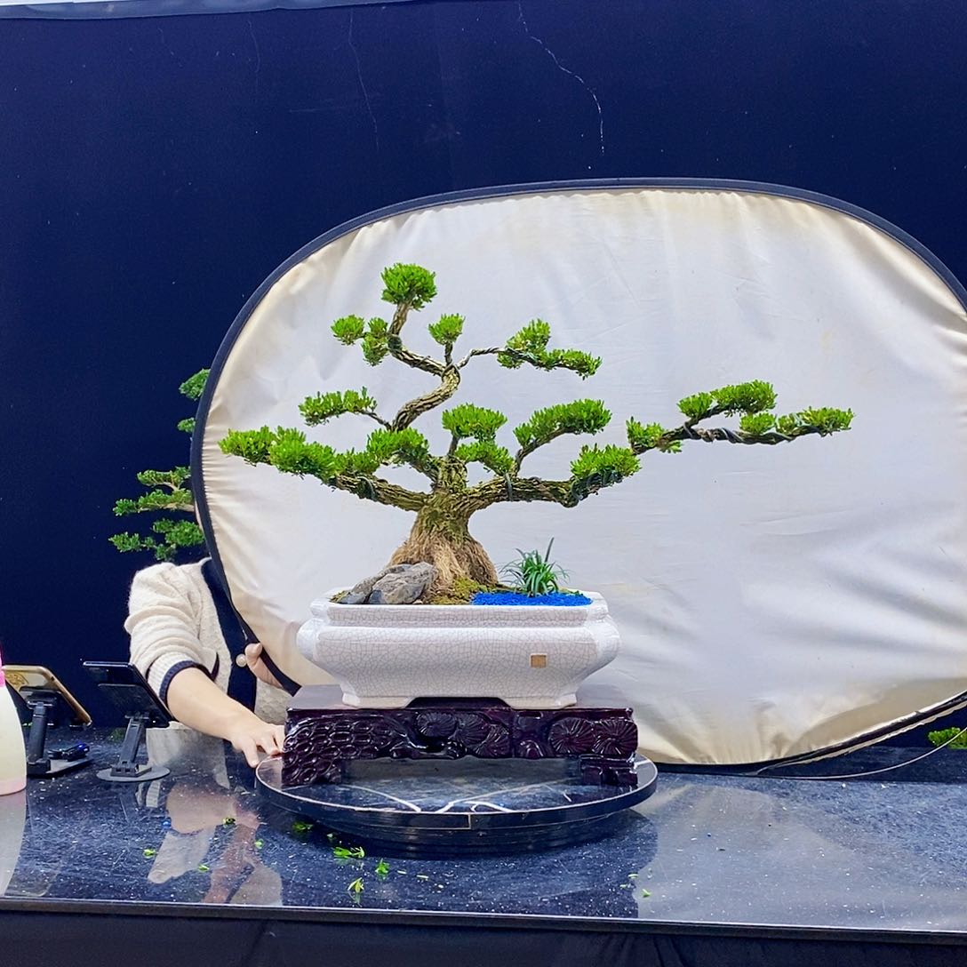 无花朵黄杨盆景造型