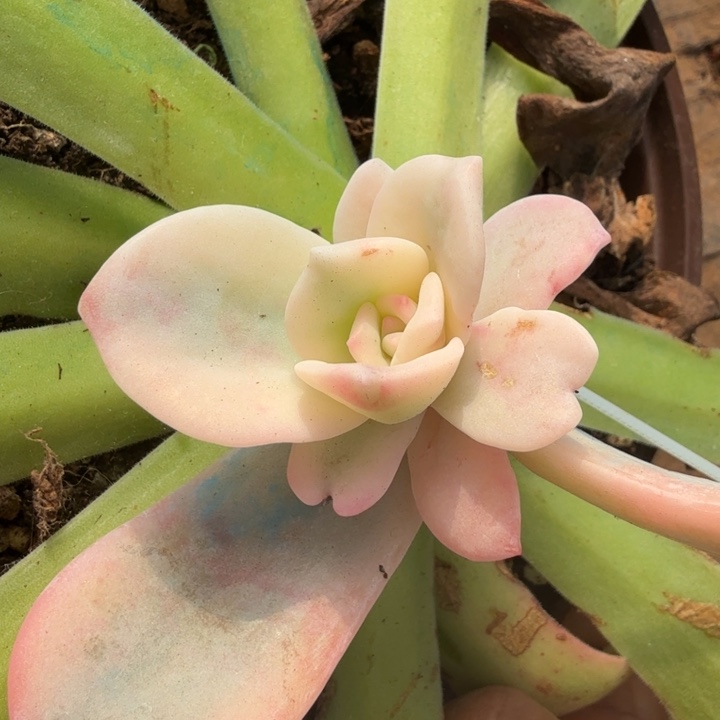 奶茶锦一颗带嫁接木发货