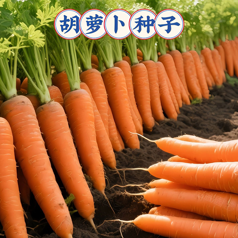 八寸三红胡萝卜种子水果蔬菜萝卜菜籽脆甜春秋季四季田园蔬菜种子