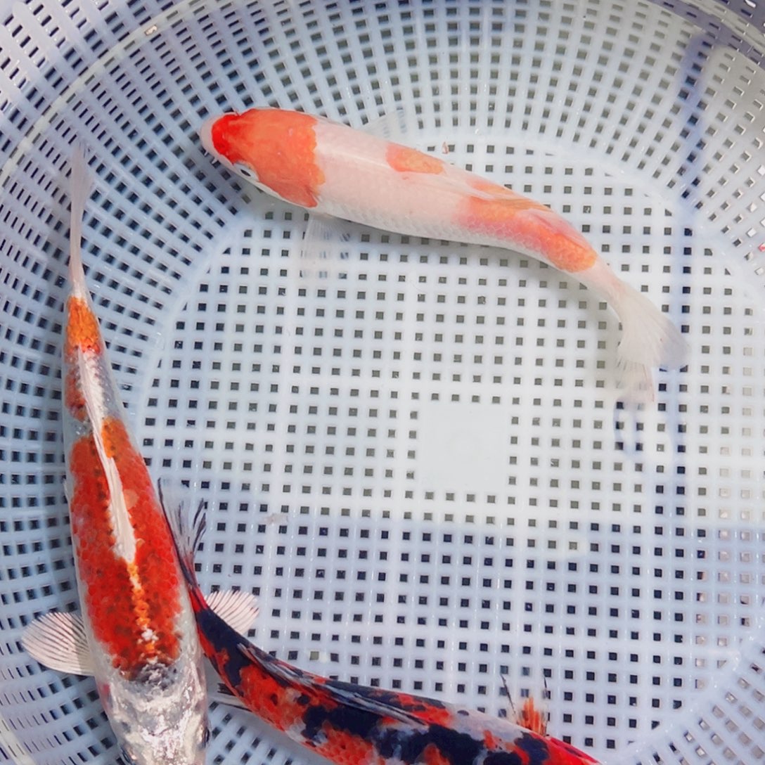 锦鲤锦鲤观赏鱼1111