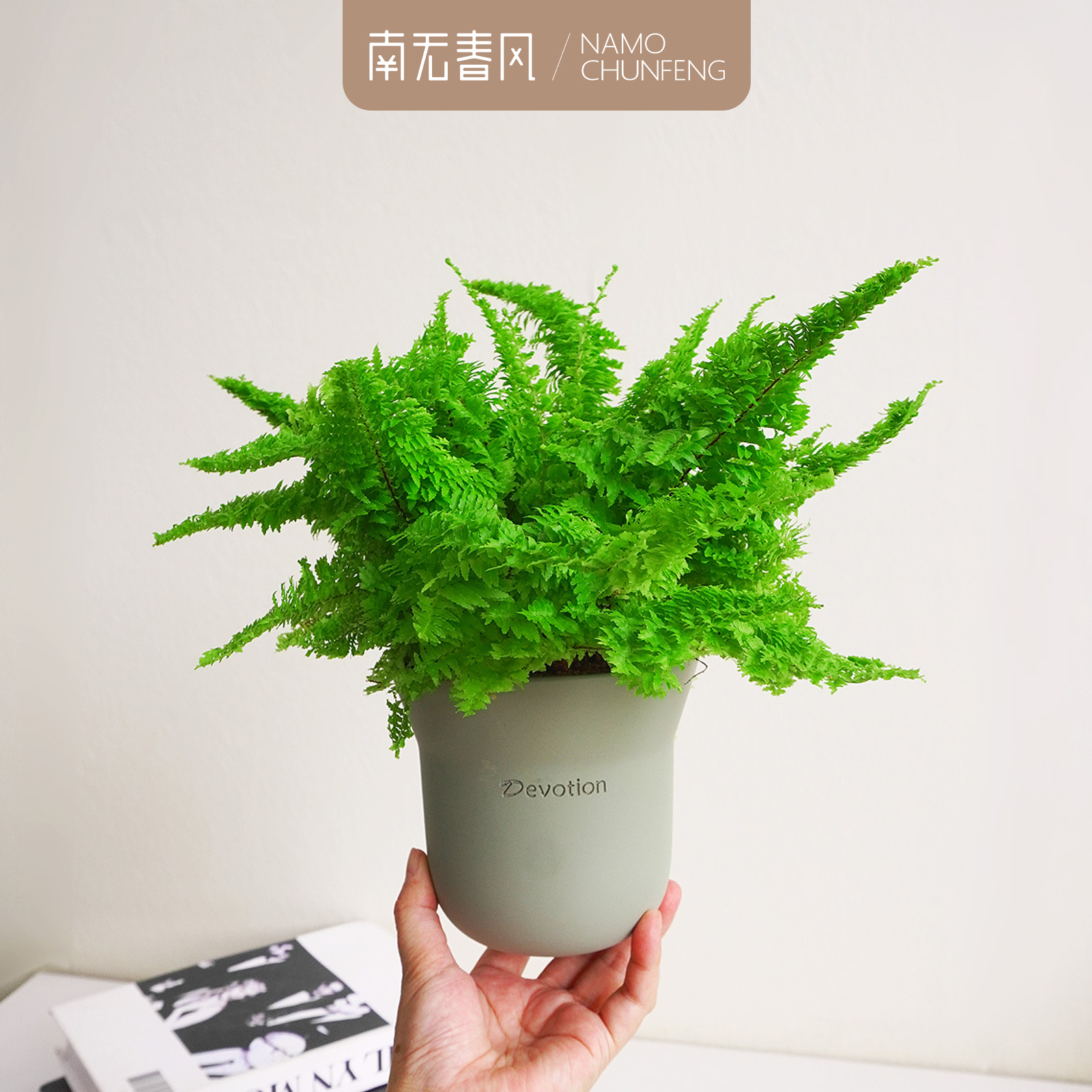 【棉花糖】棉花糖蕨稀有ins风蕾丝蕨盆栽办公室内桌面绿植1