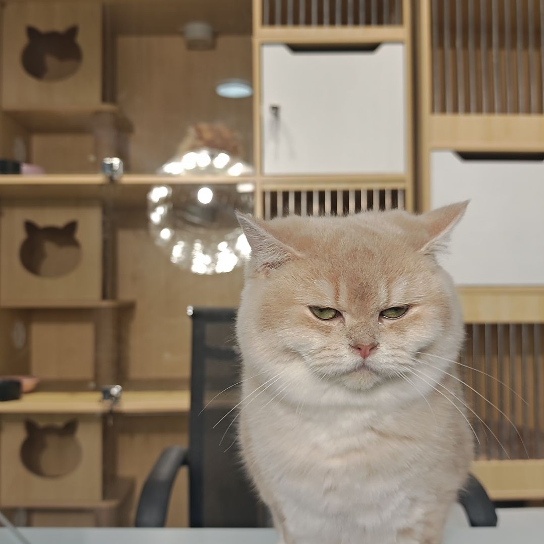 英短6月龄3针弟弟