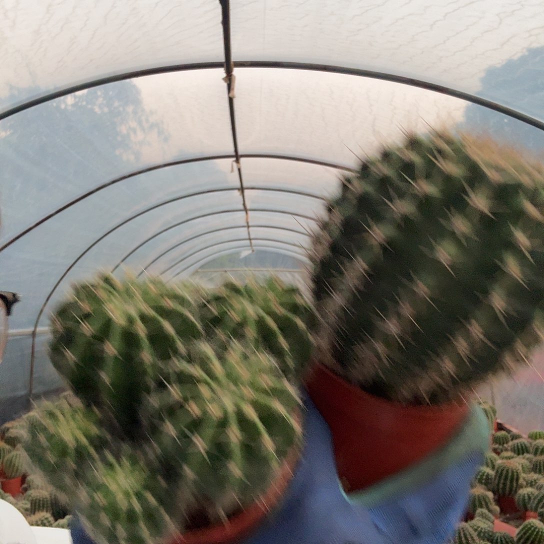 我***意无花朵彩草哈哈哈哈哈哈哈哈